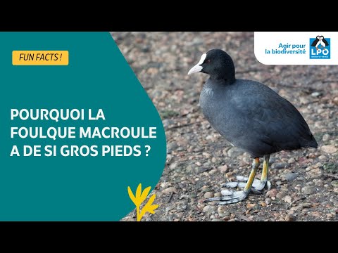 Pourquoi les pieds des foulques sont si bizarres ? - #funfacts
