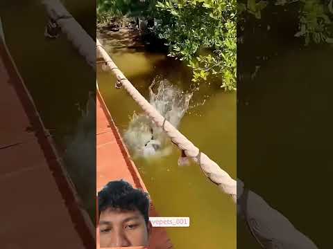 Kucing jatoh #cat #kucinganggoralucudanimut #catlovers #kucingbelangtiga