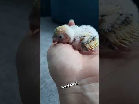 13 gunluk muhabet kusu yavrusu#muhabetkuslari#yavrumuhabbetkusu