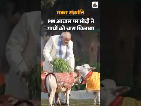 Makar Sankranti 2026 : महाकाल का तिल के तेल से अभिषेक, PM ने अपने आवास पर गायों को चारा खिलाया
