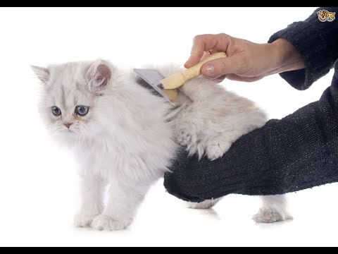 Tắm cắt cho thú cưng tại nhà|Hướng dẫn chăm sóc cho các mèo lông dài