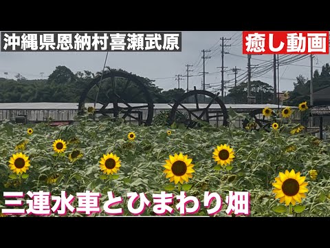 三連水車とひまわり畑 in 喜瀬武原