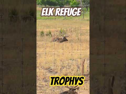 #elk #wildlife #nature #wildanimals #wyominglife #trophys #outdoors #adventure