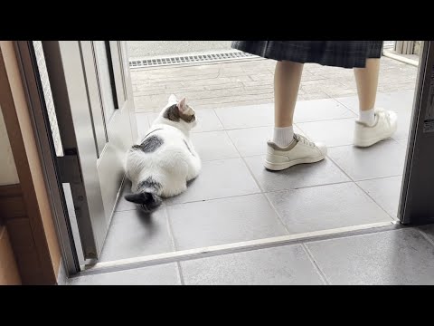 夏休み明けの登校を見守る猫と娘の微笑ましいシーン サムネイル
