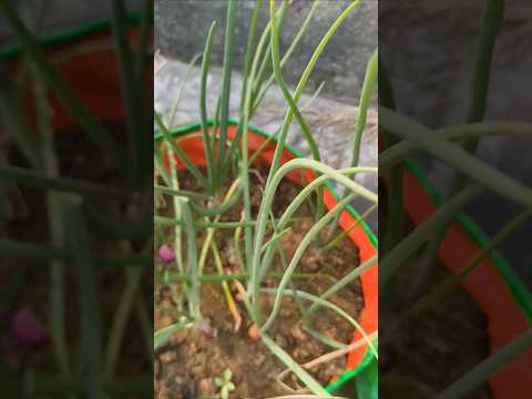 आज Terrace garden पर बहुत खुशी हुई #garden #terracegarden #ytshort #vegetables 🤩🍆🧅