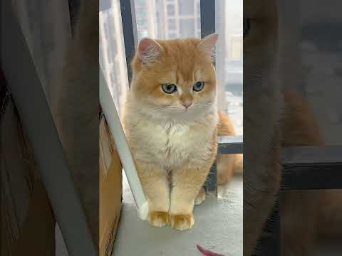 Cat video ! cat voice ! cat sound ! cat meowing #shorts #youtubeshorts #cat #cats #catsound