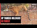 Tigress Caught From UP Village Released In Core Forest Area