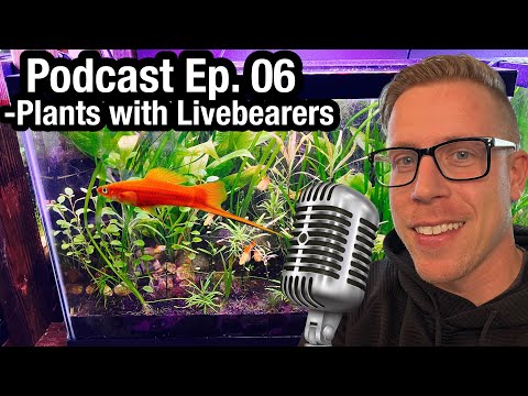 Ep. 06 - You NEED a Planted Livebearer Tank NOW Podcast Episode 06 is you need a planted Livebearer tank in your life! Mixing live plants with live 