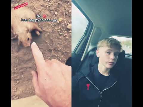 #funny #entertaininganimals #animals #funnyanimals #coolanimals #sweet #youtubeshorts #cute #viral