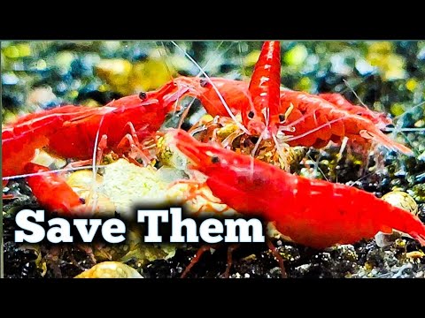 Are Your Shrimp Sick?  How to Know and What to Do  Think your shrimp might be sick?  These are the things you should look for and what you should do ab