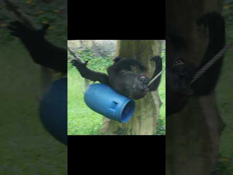 台北市立動物園の金剛猩猩をかわいく紹介｜楽しい体験と見どころ サムネイル