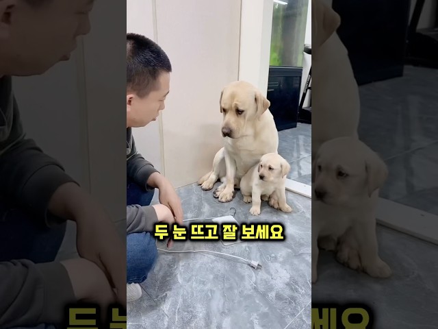 보호자가 댕댕이들을 혼내고 있는 이유