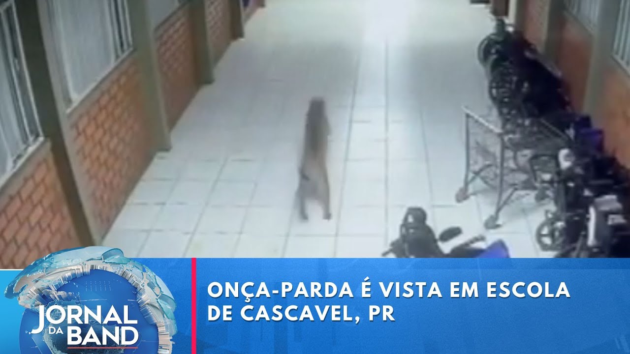 Onça Parda é vista em escola de Cascavel PR | Jornal da Band