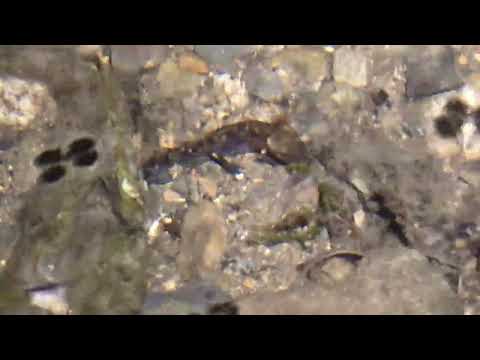 Herping in Prague - Fire Salamander (Salamandra salamandra) - mlok skvrnitý, larvy, Praha-Suchdol