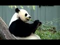 How does Chinas panda diplomacy work? | REUTERS
