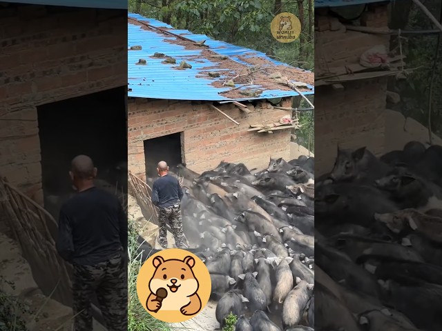 ฟาร์มหมูสไตล์ปล่อยบนภูเขาของจีน!