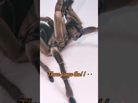 Look at those fangs!! 👀🕷️ #tarantula  #spider #fyp #pets #shortsviral #exotic #uk #southamerica