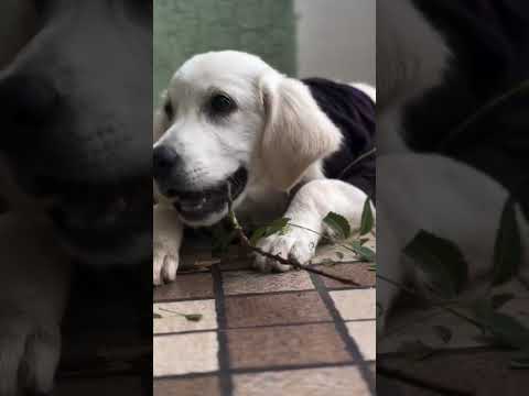 #DogLovers #CuteDog #FunnyDogs #DogViral #DogVideo #PuppyLove #PetViral #DogLife #InstaDog #DogTok