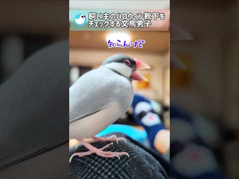 ハロウィン靴下をチェックする文鳥男子が気づいたこととは? #文鳥 #birds #javasparrow #shorts