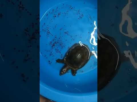 happy Dhanteras18 October 2025