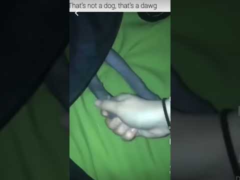 😱This is Unreal do you guys think this is a real Dawg comment below#ttmment #dog #alien #subscribe