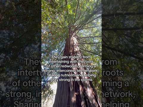 Roots of the redwoods!! #roots #redwoods #nature #whimsical #trees