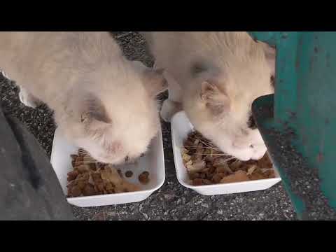 林崎漁港内地域猫茶白一家2025 7 5a