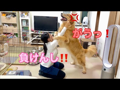 どうやっても勝ちたい愛犬と絶対に負けない最強の姉【ゴールデンレトリバーとミニチュアダックスフンド】