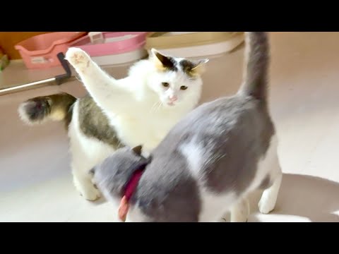 急にモフ猫が暴れ出して大変なことに。。