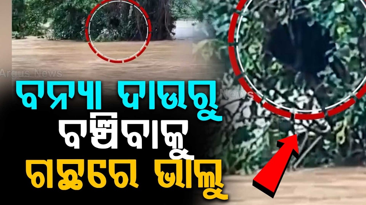 Rare Sight: Bear Climbs Tree To Save Life From Flood In Sunabeda Sanctuary | Argus News