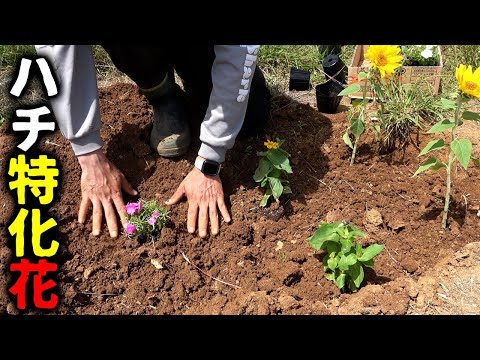 ハチが大好きな花を全部植えよう【養蜂#20】