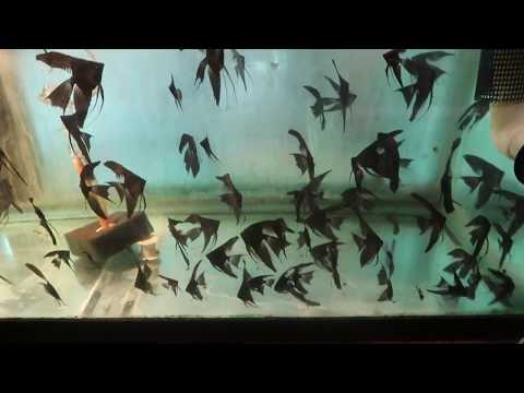 bioAquatiX Black Veil Angels, 20% Discount, Free O These angel fish are all aquarium raised here at our facilities.  They have a dark black velvet colo