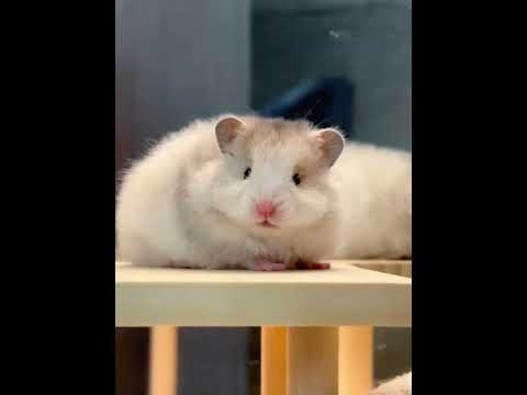 What a sweet Hakimi baby#Golden Thread Bear#Cute#Sweet#Cute to the point of explosion #Cut