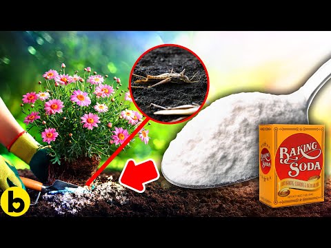 Заштита од инсекти и уште 15 причини зошто да користите сода бикарбона во градината