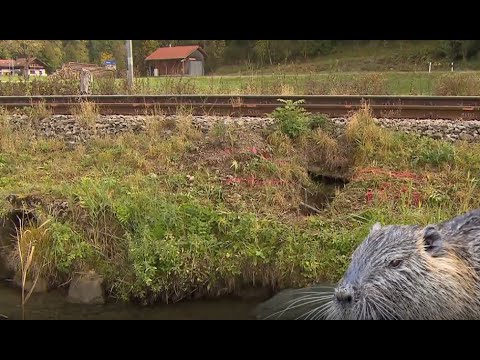 Biber legen im Allgäu Bahnstrecke lahm | ntv