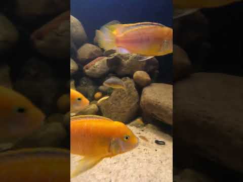 750 Gallons of PURE CICHLID CHAOS! 750-GALLON MONSTER Malawi Tank—The Ultimate Cichlid Paradise!

Join this channel to get access to 