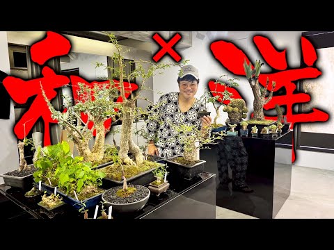 【和魂洋才】盆栽仕立ての塊根植物!?