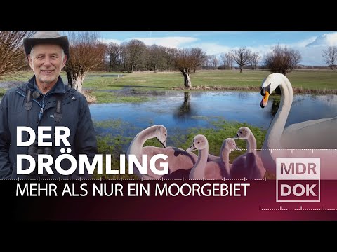 Das größte Moor in Sachsen-Anhalt: Biodiversität und Klimaschutz mit UNESCO-Gütesiegel