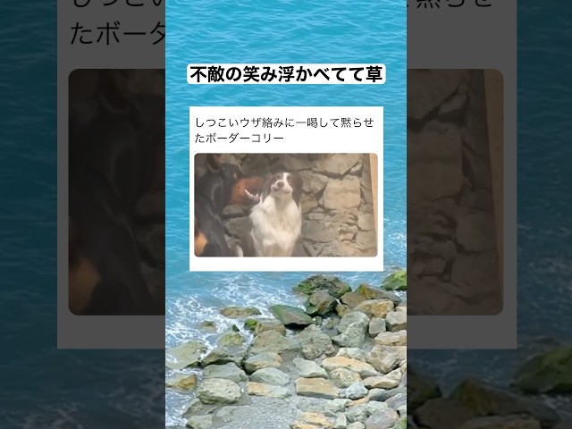 ボーダーコリー「これだから犬は…」　#shorts #動物 #おすすめ