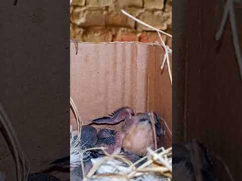 Tiny Sparrow Babies in the Nest (p 5) #shorts