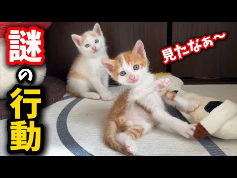 猫の動画サムネイル - 朝に部屋を覗くと子猫が謎の行動に出ました