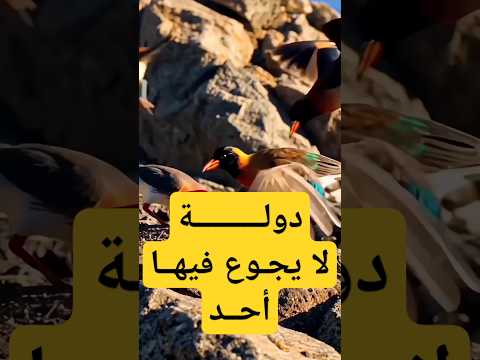 قصة امير المؤمنين عمر بن عبدالعزيز ورخاء الدولة الاسلامية في عهدة #حكايات_مسلم