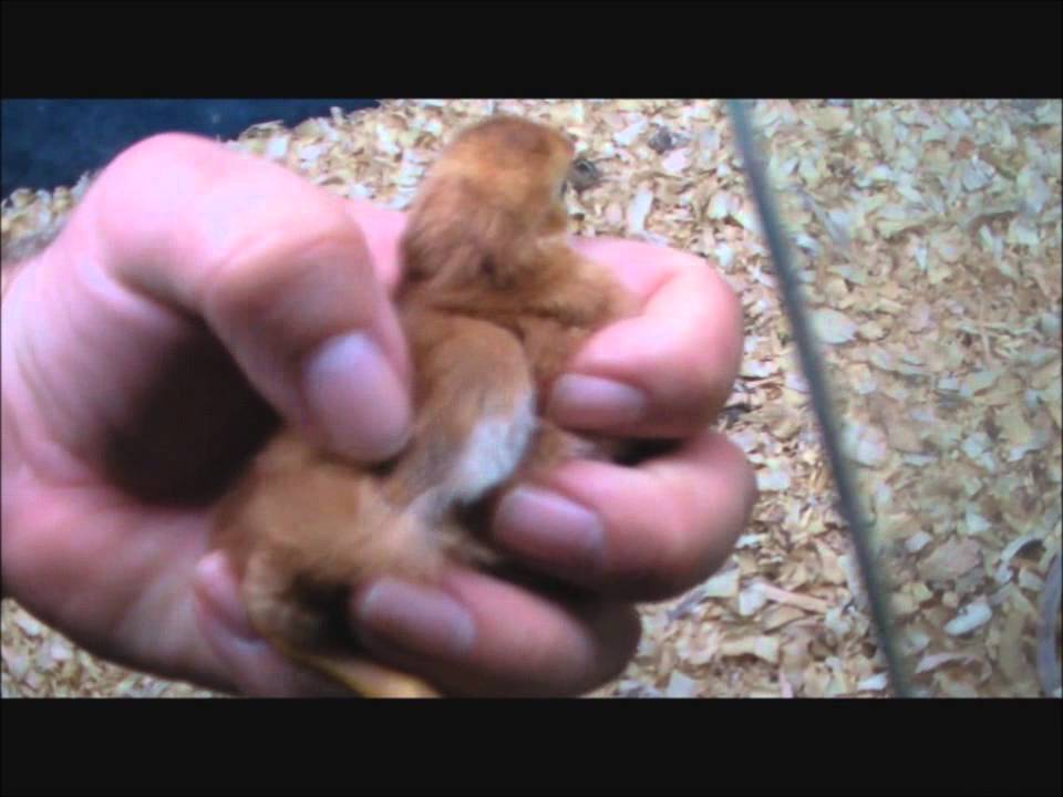 Sexing Rhode Island Red Chicks Chickens Youtube 3835