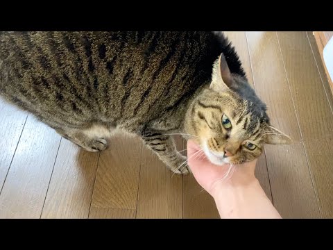 オヤツのために嫌いな飼い主に仕方なく撫でられる猫...