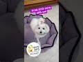 מיטה לכלב בצבע חום בהיר של alffi-pet מידה XS