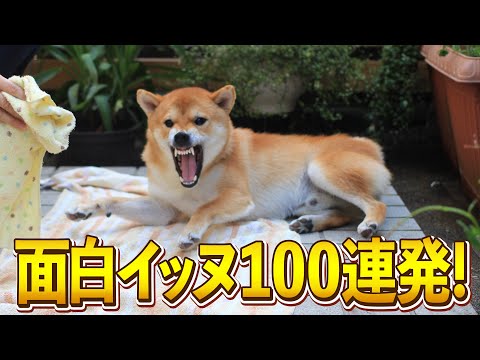 全力拒否柴犬の面白ツッコミ集100選 サムネイル
