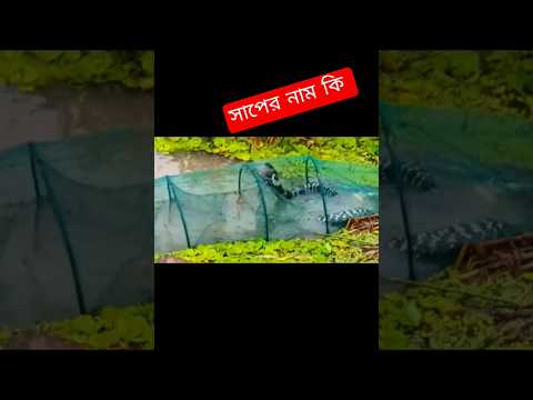 এই সাপ কে কি নামে ডাকেন #wildlife #nature #travel
