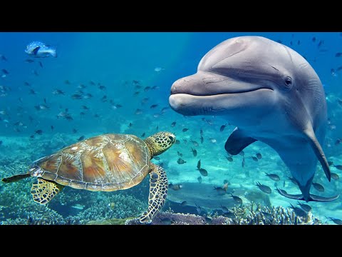 Entspannungsmusik zur Stresslinderung. Delfingesang. Beruhigende Musik für Meditation, Therapie, Sch
