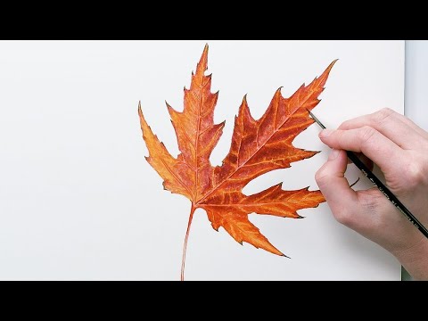 How to paint a red fall leaf in watercolor with Anna Mason