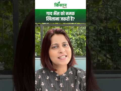 Monsoon Dairy Care: बरसात में पशुपालन का जबरदस्त तरीका, नमक खिलाने से बढ़ेगा दूध उत्पादन?